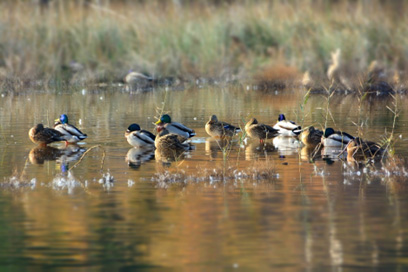 Patos en l'Albufera de Valencia